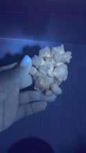 Load and play video in Gallery viewer, Botryoidal Druzy Calcite UV Reactive Phosphorescent Crystal Cluster,A466
