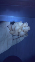 Load and play video in Gallery viewer, Botryoidal Druzy Calcite UV Reactive Phosphorescent Crystal Cluster,A468
