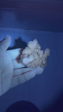 Load and play video in Gallery viewer, Botryoidal Druzy Calcite UV Reactive Phosphorescent Crystal Cluster,A465
